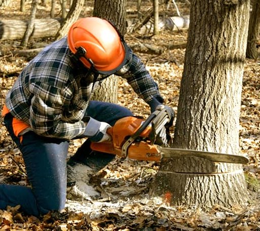 Tree Removal in Hulbert, MI